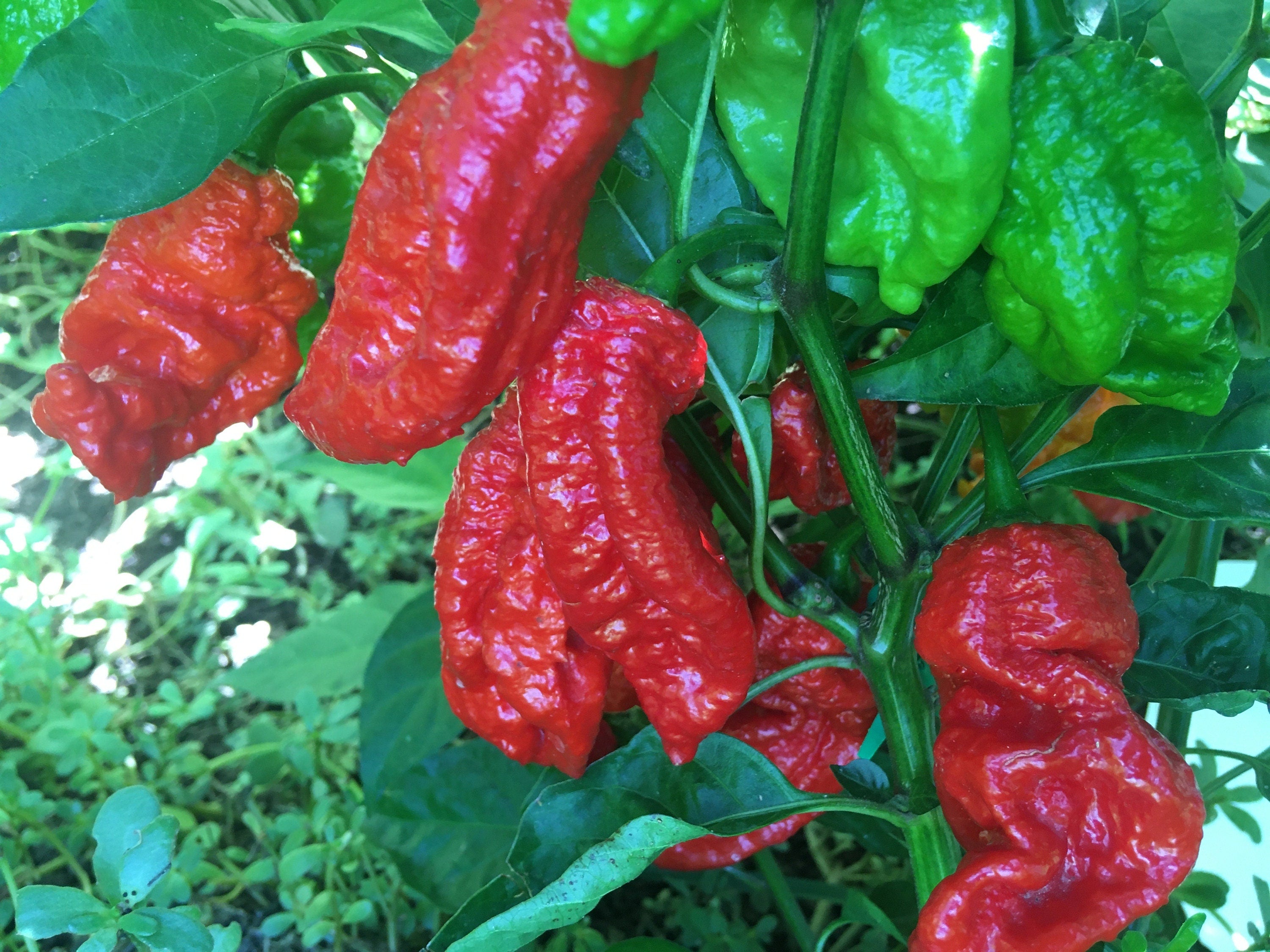 Mystery Pepper Seed Pack -Mike's Pick - 20+ Pepper Seeds