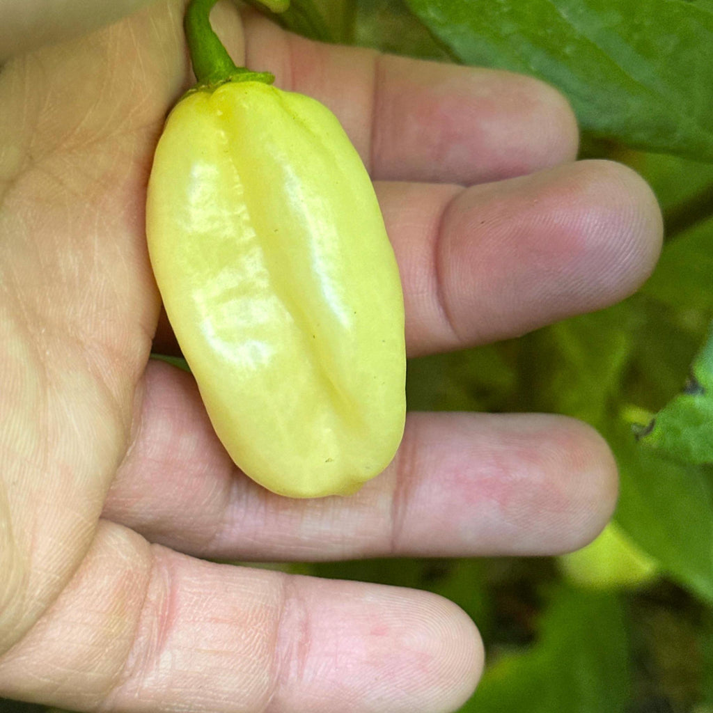 White Habanero Pepper Seeds -   20+ Hot Pepper Seeds