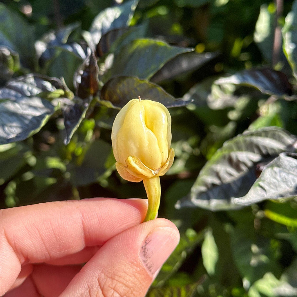 White 7 Pot Bubblegum Pepper Seeds -   20+ Hot Pepper Seeds