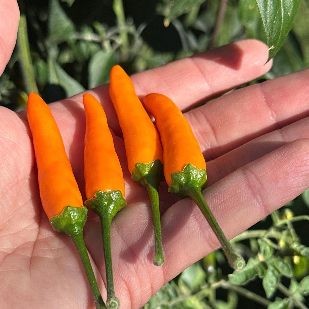 Jeracuaro Orange Pepper Seeds - 20+ Hot Pepper Seeds