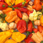 Mixed Rare Pepper Seed Variety Pack Unlabeled Seeds   -  40+ Pepper Seeds