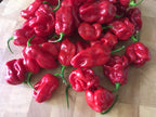 Red Habanero Cross Pepper Seeds - Super-Hot Variety (20+ Seeds)