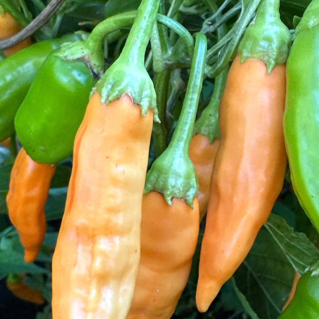 7 - Pack Pepper Seed Combo Deal - 140+ Pepper Seeds
