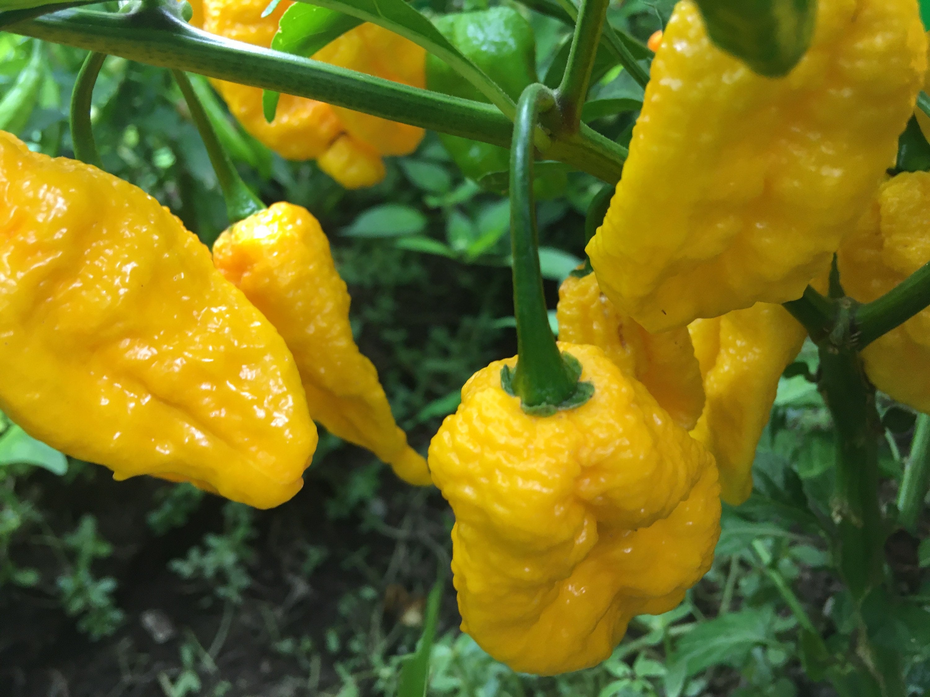 Superhot Pepper Seed Variety Pack: 25+ Unlabeled Mixed Rare Seeds