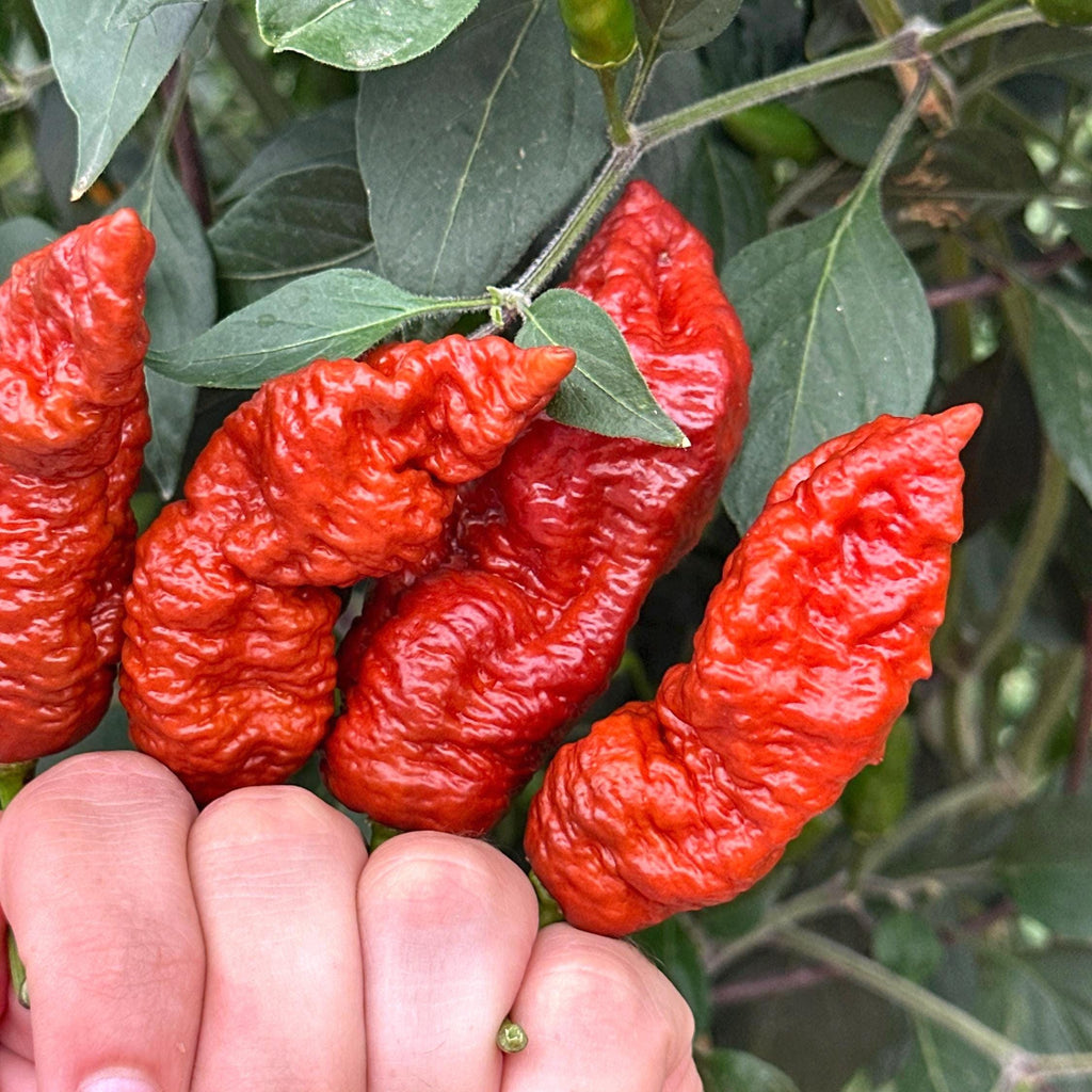 Svarog Chocolate F3 Pepper Seeds - 20+ Super Hot