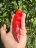 Hot Antares F2 Pepper Seeds - Hot & Spicy (20+ Seeds)