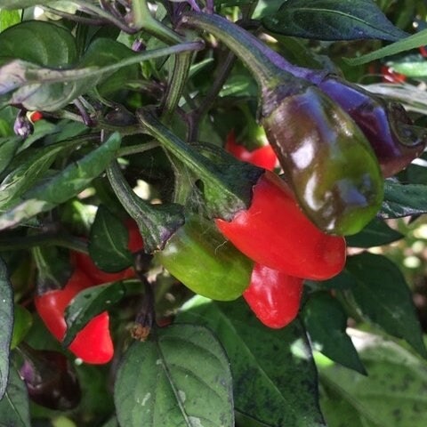 Variegated Jigsaw Pepper Seeds -   20+ Pepper Seeds