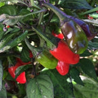 Variegated Jigsaw Pepper Seeds -   20+ Pepper Seeds