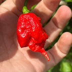 Reaper  Pepper Seeds - 20+ Super Hot Pepper Seeds