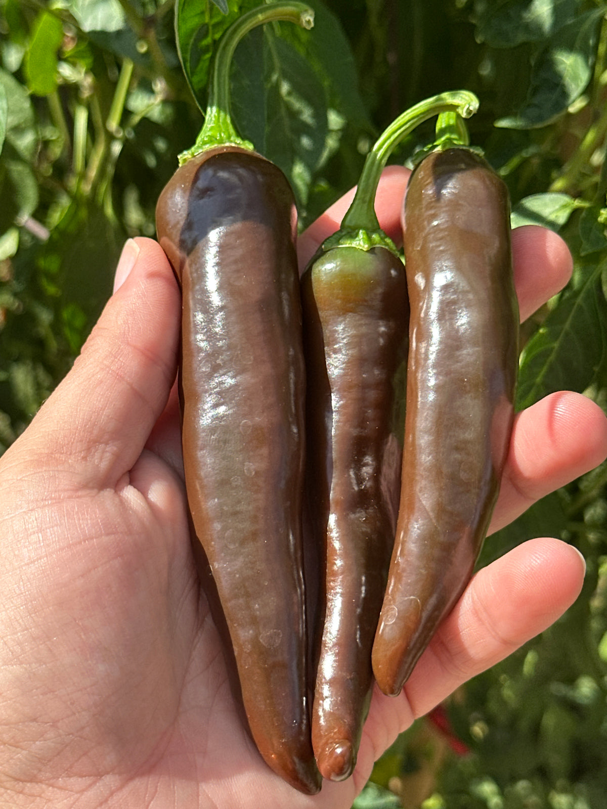 Chocolate Bananapeno  Pepper Seeds -   20+ Hot Pepper Seeds