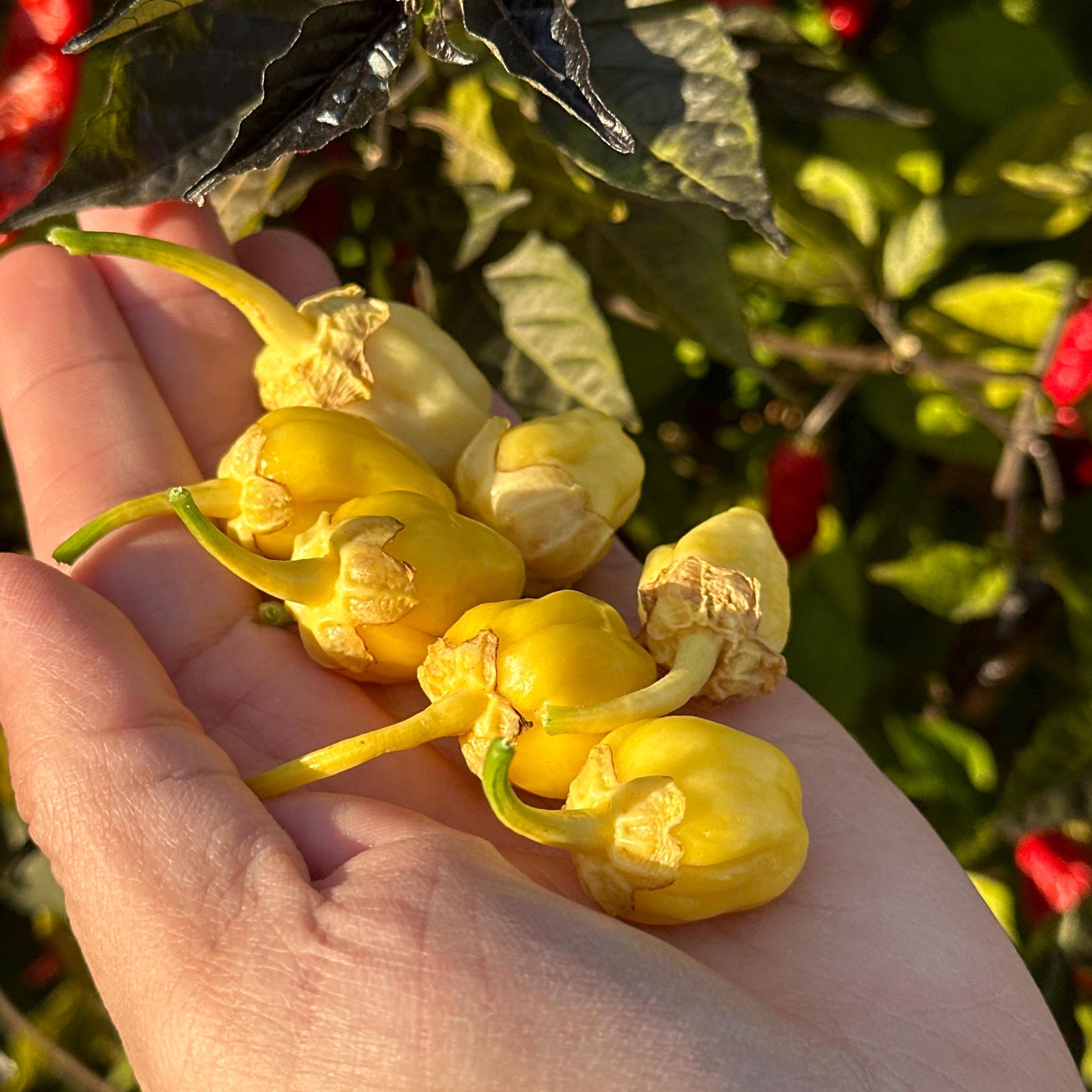 White 7 Pot Bubblegum Pepper Seeds -   20+ Hot Pepper Seeds