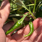 Variegated Chocolate  Space Chili Afterglow  Pepper Seeds -   20+ Pepper Seeds
