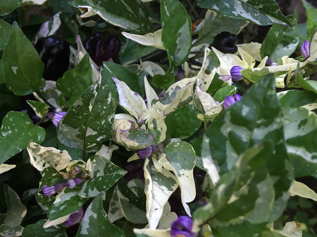 Mystery Pepper Seed Pack -Mike's Pick - 20+ Pepper Seeds