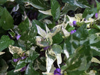 Mystery Pepper Seed Pack -Mike's Pick - 20+ Pepper Seeds