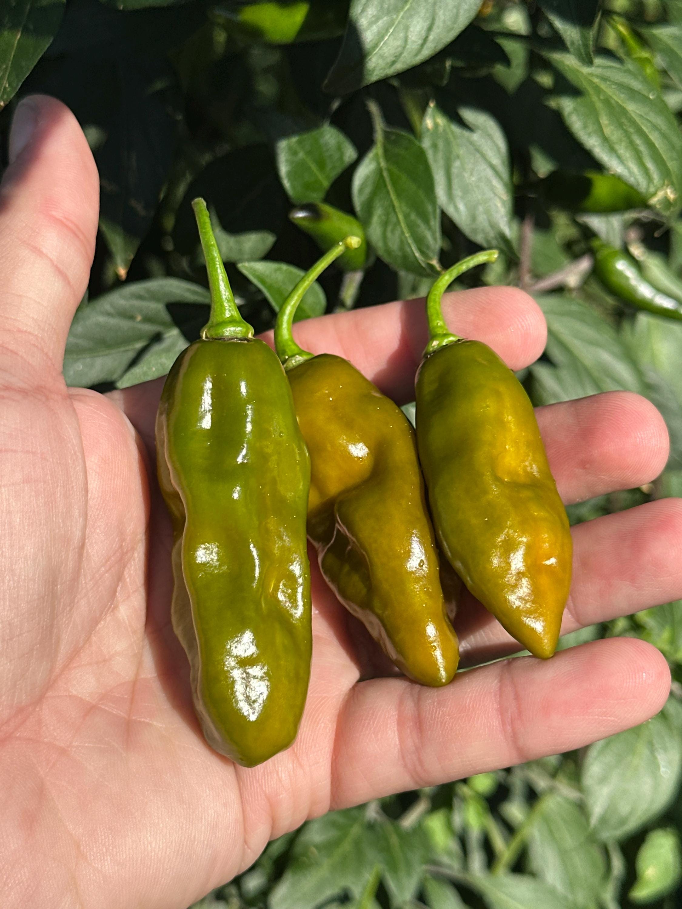 Green Ghost Pepper Seeds - 20+ Super Hot Seeds