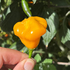 Aji Fantasy Orange -   20+ Pepper Seeds