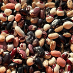 Dry Pole Bean Seeds- Mikes colorful mix, Pole bean Assortment- 25 + Seeds