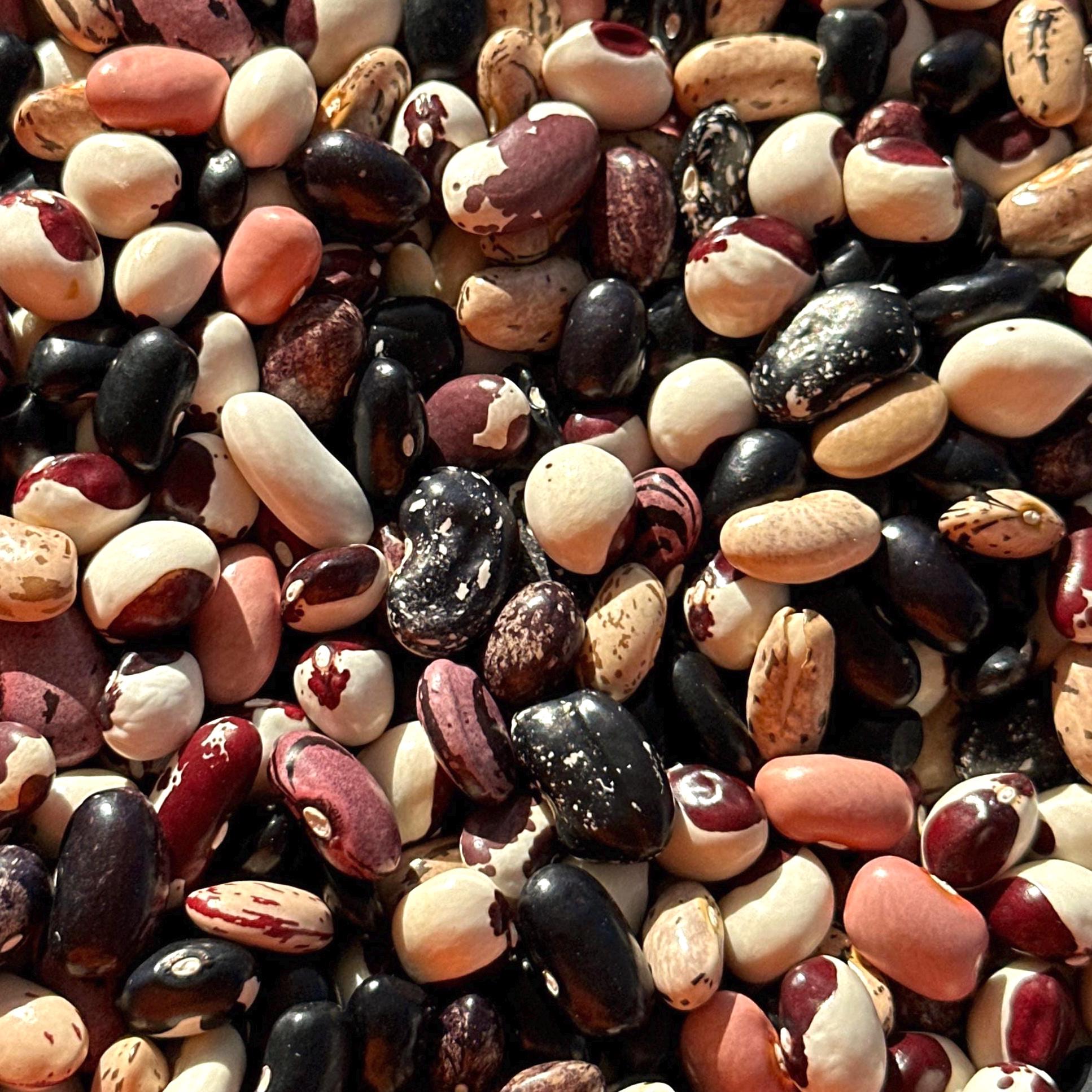 Dry Pole Bean Seeds- Mikes colorful mix, Pole bean Assortment- 25 + Seeds