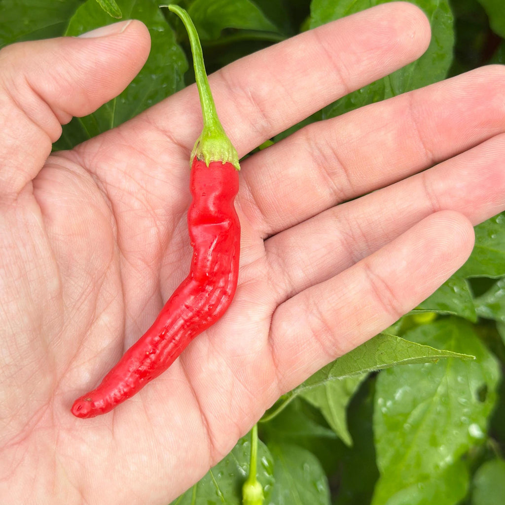 Red Long Baccatum Pepper Seeds – 20+ Open Pollinated Seeds