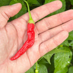 Red Long Baccatum Pepper Seeds – 20+ Open Pollinated Seeds