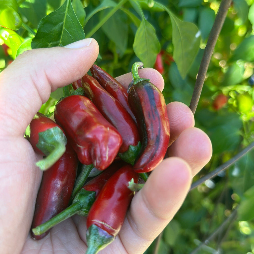 Purple Cacho White Leaf Pepper Seeds -   20+ Pepper Seeds