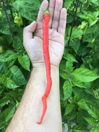 Corbaci Pepper Seeds – Turkish Sword, Sweet & Crunchy (20+ Seeds)