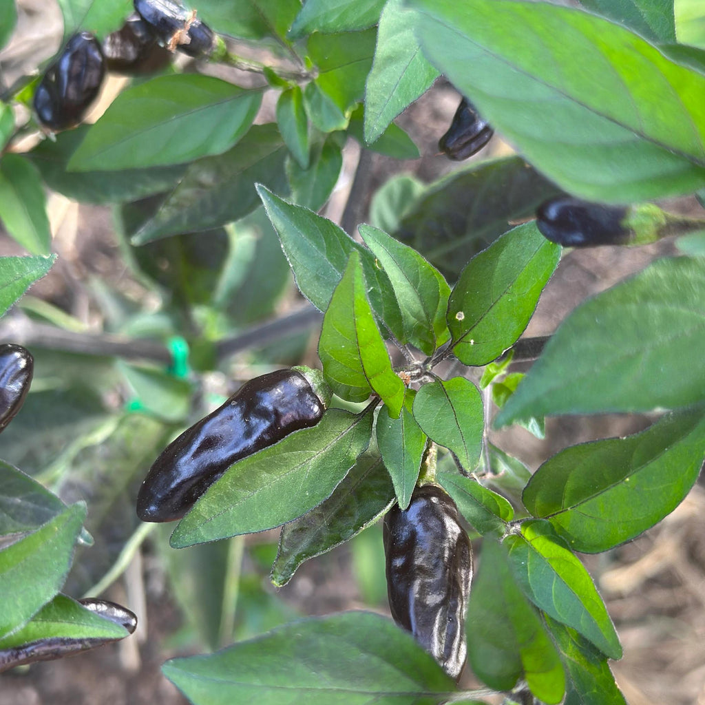 Pequin Purple Cross F2 Pepper Seeds – Hot, Open Pollinated (20+ Seeds)