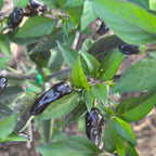 Pequin Purple Cross F2 Pepper Seeds – Hot, Open Pollinated (20+ Seeds)