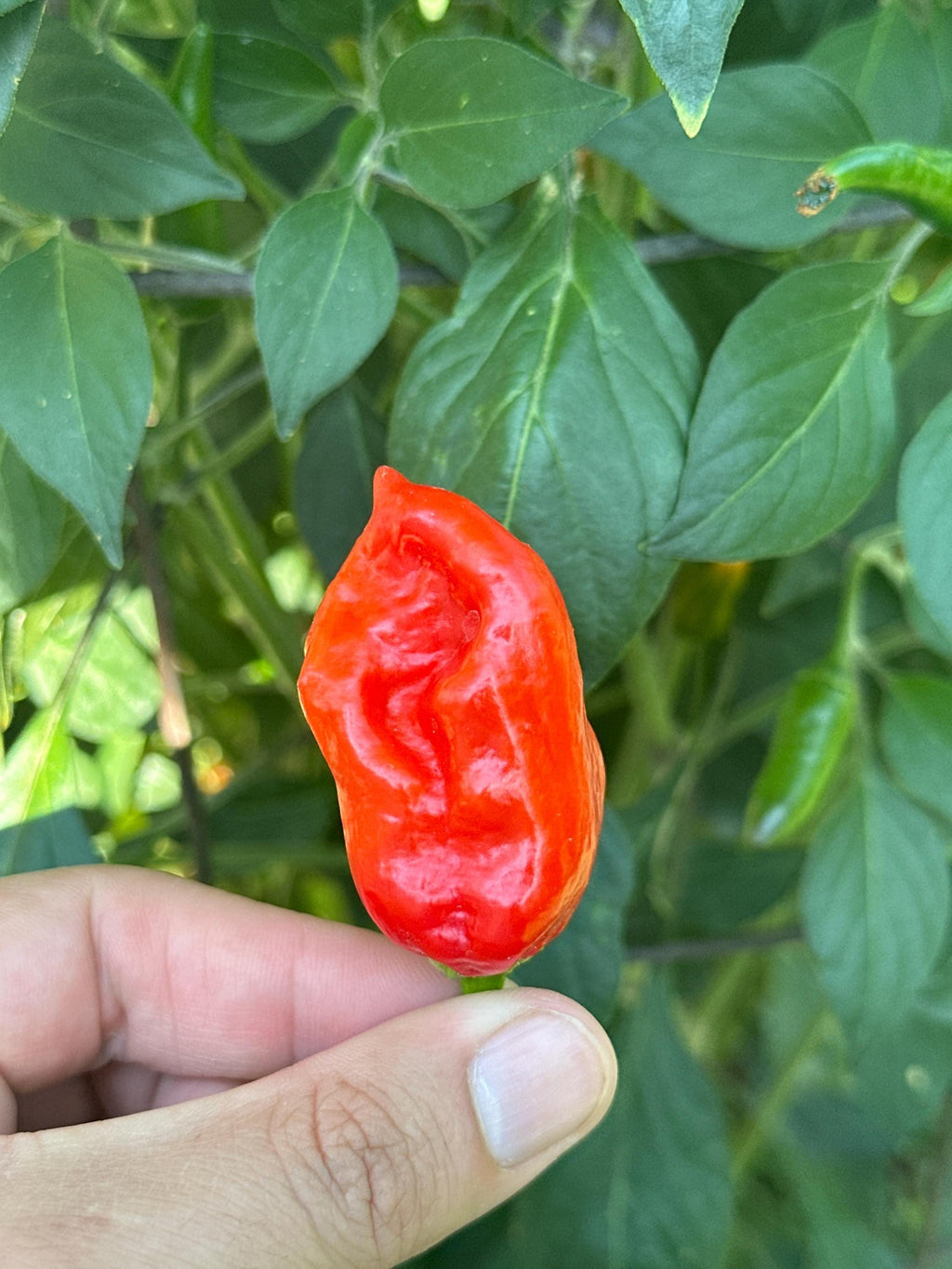 Jamaican Habanero Cross F3 Pepper Seeds - 20+ Hot Seeds