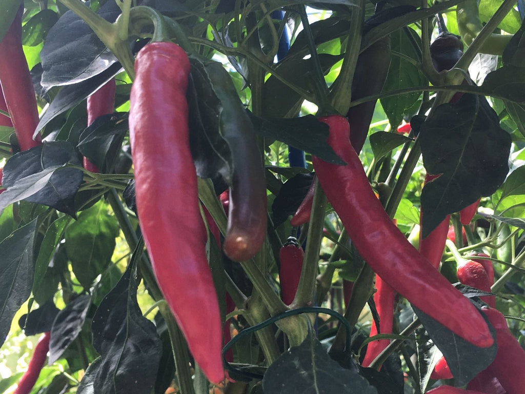 Fat Cayenne PepperSeeds -   20+ Hot Pepper Seeds