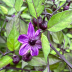 Black Tongue Scorpion Pepper -   20+ Pepper Seeds