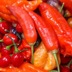 7 - Pack Pepper Seed Combo Deal - 140+ Pepper Seeds