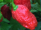 Mystery Pepper Seed Pack -Mike's Pick - 20+ Pepper Seeds