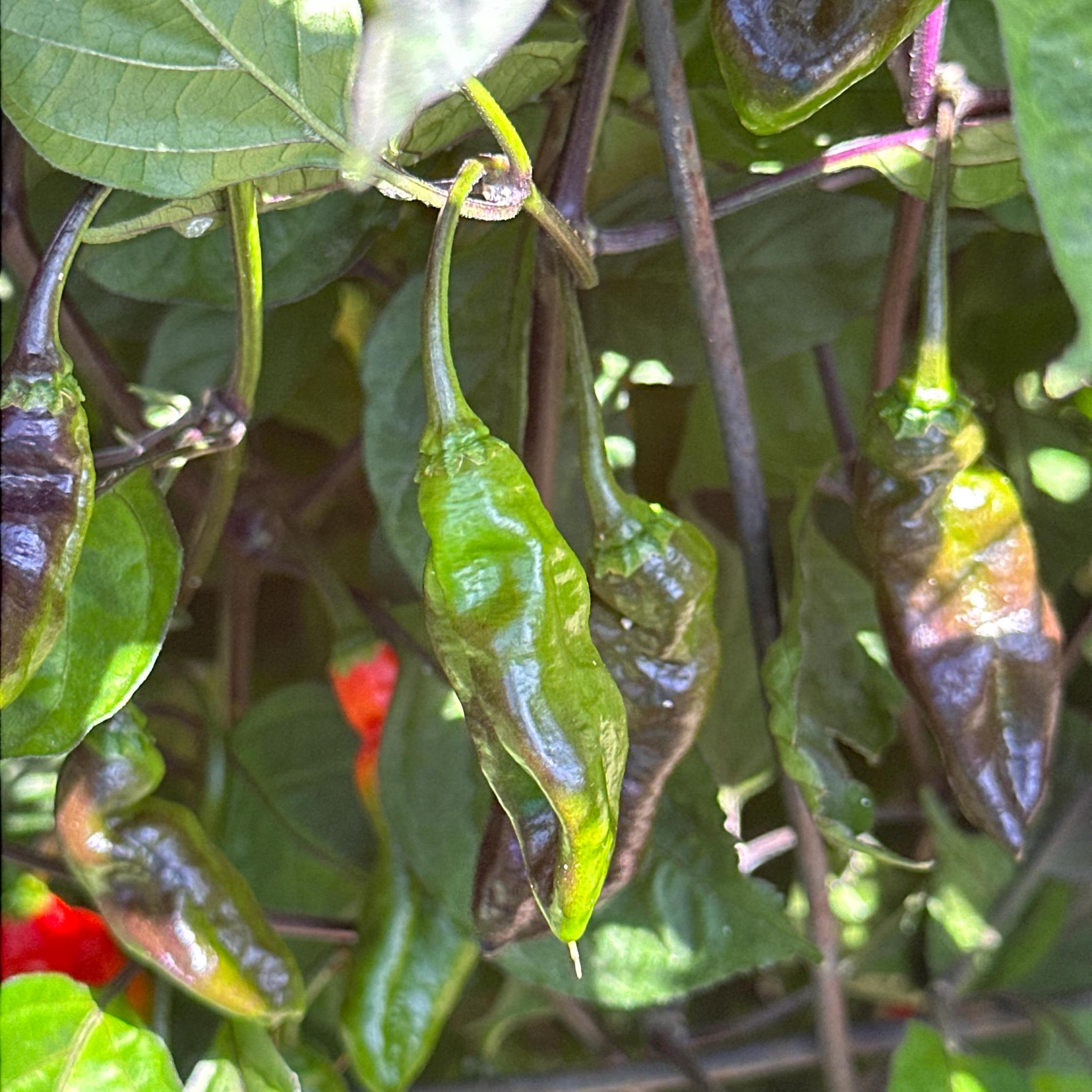 WHP 36 Red F3 Pepper Seeds -   20+ Hot Pepper Seeds