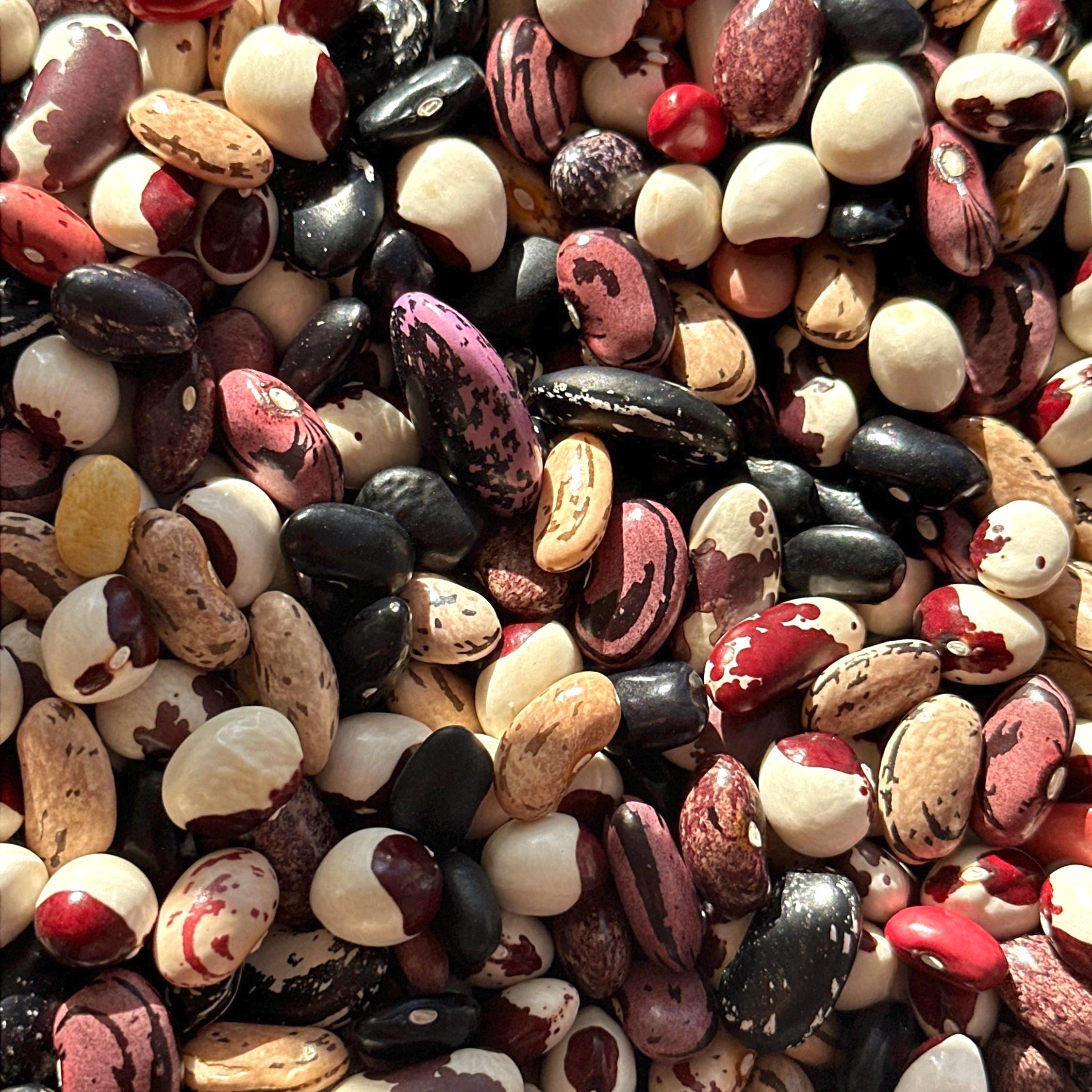 Dry Pole Bean Seeds- Mikes colorful mix, Pole bean Assortment- 25 + Seeds