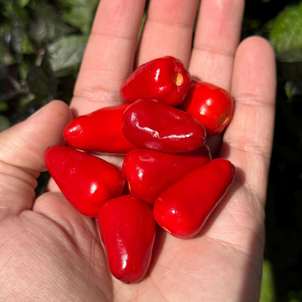 Purple Wild Brazil Cross F2 Seeds - Hot Pepper (20+ Seeds)