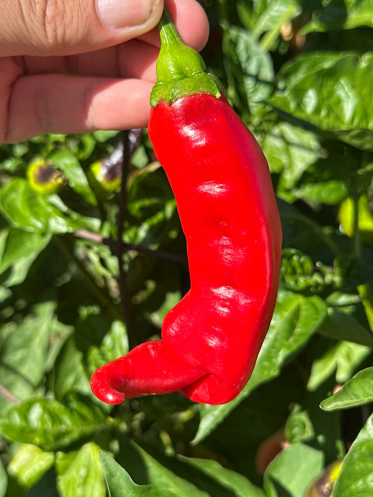 Hot Antares F2 Pepper Seeds - Hot & Spicy (20+ Seeds)