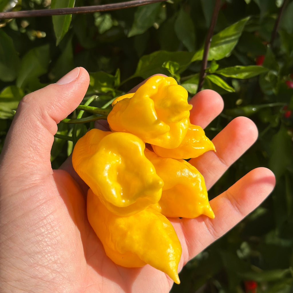 Yellow Ghostly Jalapeno Cross Pepper Seeds -  20+ Pepper Seeds