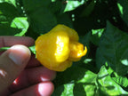 Yellow Moruga  Cross Pepper Seeds  -  20+ Hot Pepper Seeds