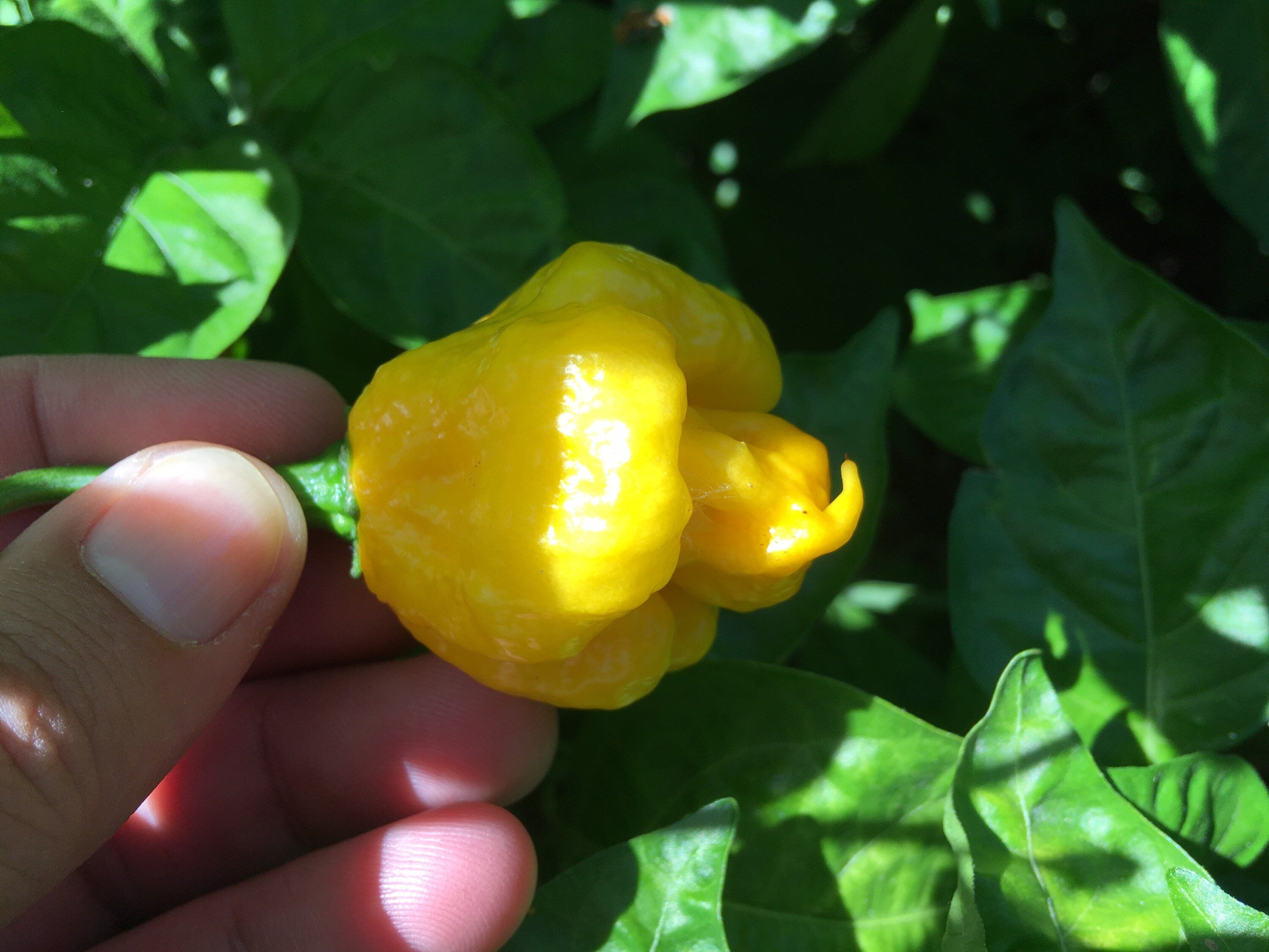 Yellow Moruga  Cross Pepper Seeds  -  20+ Hot Pepper Seeds