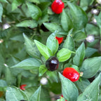 Purple Wild Brazil Cross F2 Seeds - Hot Pepper (20+ Seeds)