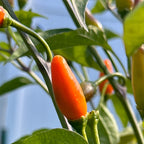 Tree Habanero Pepper Seeds - 20+ Hot, Open Pollinated Seeds