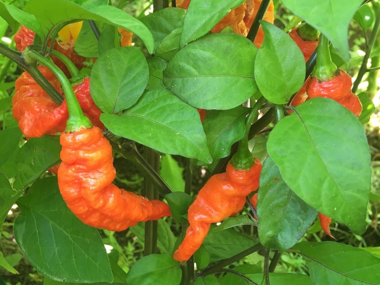 Superhot Pepper Seed Variety Pack: 25+ Unlabeled Mixed Rare Seeds