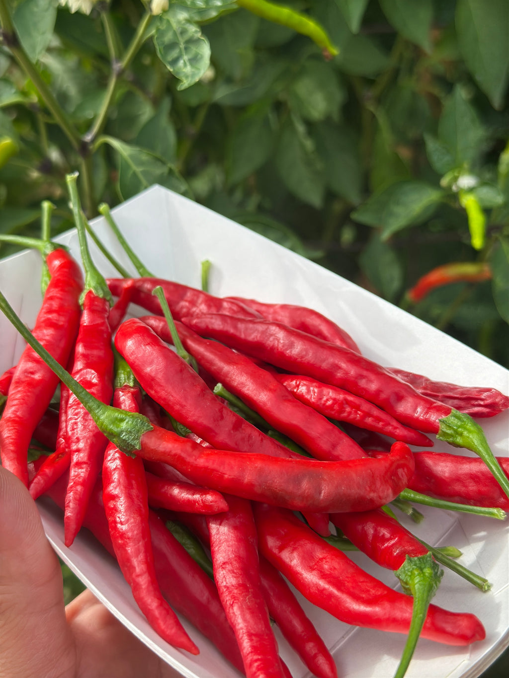 Tree Finger Red  F4  Pepper Seeds -   20+ Hot Pepper Seeds