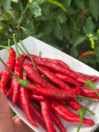 Tree Finger Red  F4  Pepper Seeds -   20+ Hot Pepper Seeds
