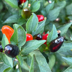 Purple Texas Rice Cross F2 Pepper Seeds – Hot Sauce Variety (20+ Seeds)