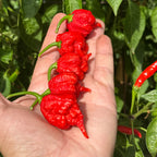 Reaper  Pepper Seeds - 20+ Super Hot Pepper Seeds