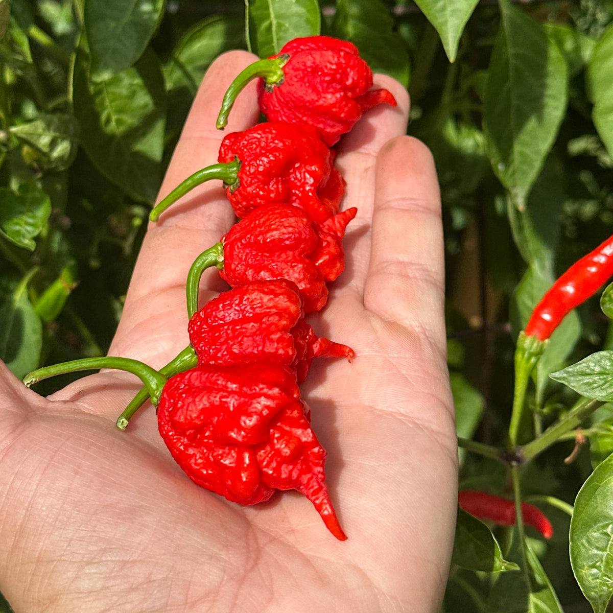 Reaper  Pepper Seeds - 20+ Super Hot Pepper Seeds