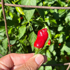 Purple Cacho White Leaf Pepper Seeds -   20+ Pepper Seeds