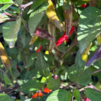 Dreamcatcher X Bleeding Rawit NB -   20+ Pepper Seeds